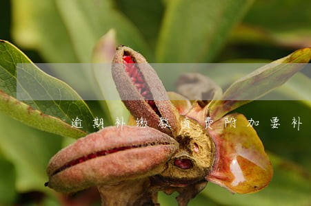 逾期补缴教育费附加要补滞纳金 逾期补缴教育费附加要补滞纳金