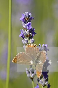 逾期补缴税费滞纳金 逾期补缴税费滞纳金