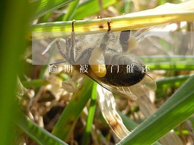 逾期被上门催还 逾期被上门催还