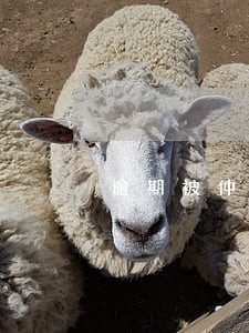 逾期被仲裁应向哪个机构提出异议 逾期被仲裁应向哪个机构提出异议