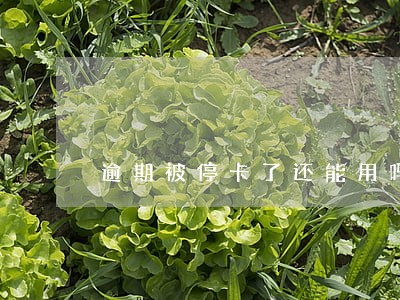 逾期被停卡了还能用吗