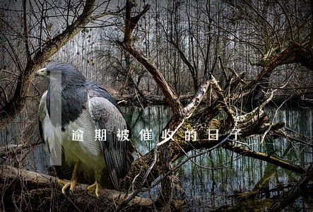 逾期被催收的日子 逾期被催收的日子