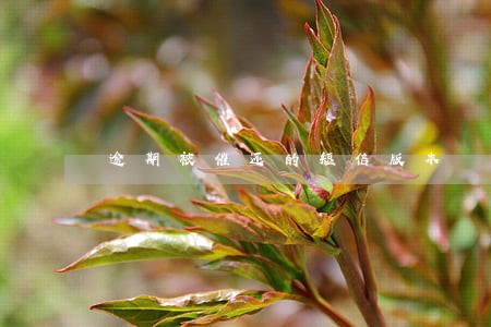 逾期被催还的短信版本