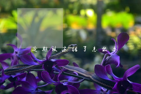 逾期被冻结了怎么办 逾期被冻结了怎么办