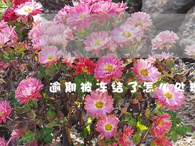 逾期被冻结了怎么处理 逾期被冻结了怎么处理