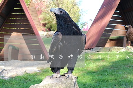 逾期被冻结的信用卡怎么解冻 逾期被冻结的信用卡怎么解冻