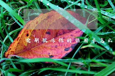 逾期被冻结的信用卡怎么解除 逾期被冻结的信用卡怎么解除