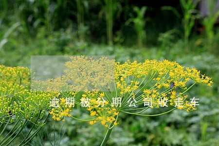 逾期被分期公司收走车 逾期被分期公司收走车