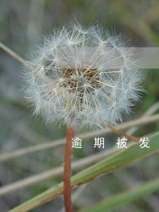 逾期被发短信告知函 逾期被发短信告知函