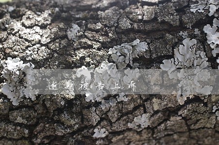 逾期被告上诉 逾期被告上诉