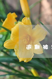 逾期被告了要被拘留吗