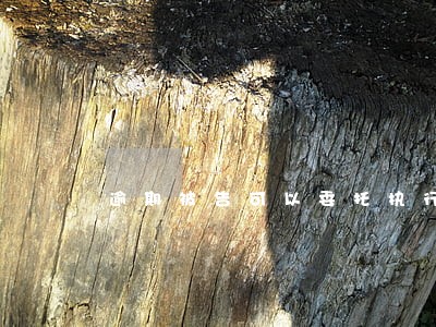 逾期被告可以委托执行吗