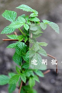 逾期被告需要什么手续