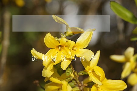 逾期被强行拖车 逾期被强行拖车