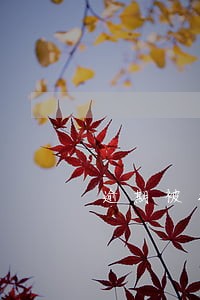逾期被打手机联系人电话 逾期被打手机联系人电话
