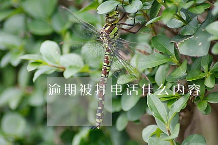 逾期被打电话什么内容