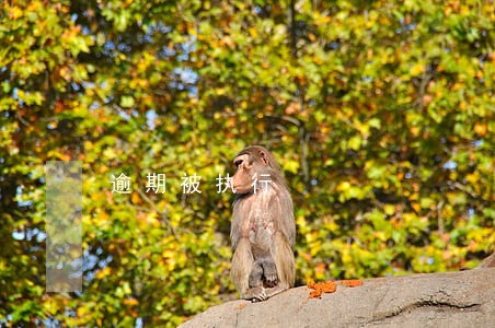 逾期被执行 逾期被执行