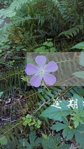 逾期被执行人受理吗 逾期被执行人受理吗