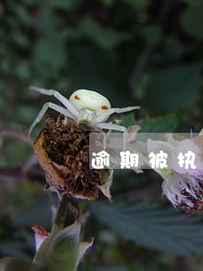 逾期被执行会怎样 逾期被执行会怎样