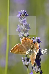 逾期被执行影响儿女吗 逾期被执行影响儿女吗