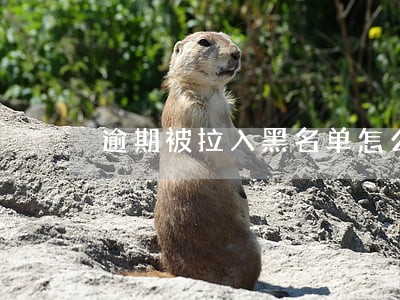 逾期被拉入黑名单怎么办 逾期被拉入黑名单怎么办