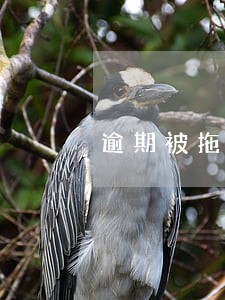 逾期被拖车向哪投诉 逾期被拖车向哪投诉