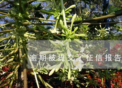 逾期被提交了征信报告 逾期被提交了征信报告