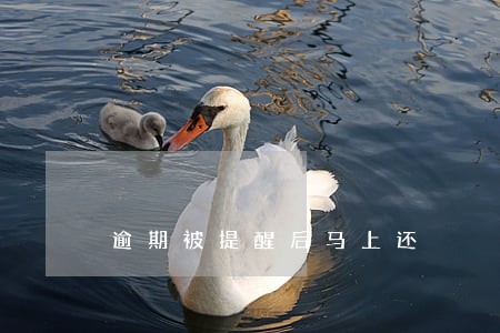 逾期被提醒后马上还