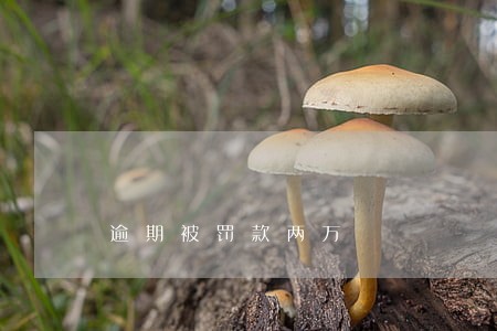 逾期被罚款两万 逾期被罚款两万