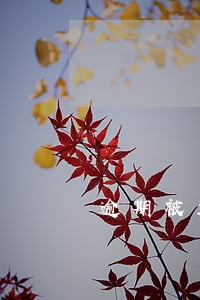逾期被群发信息 逾期被群发信息