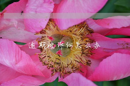 逾期被诉讼怎么办 逾期被诉讼怎么办