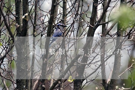 逾期被银行备注怎么办 逾期被银行备注怎么办