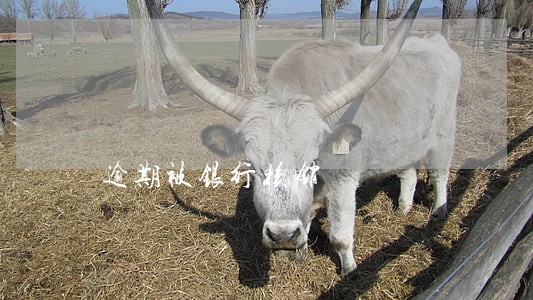 逾期被银行核销 逾期被银行核销