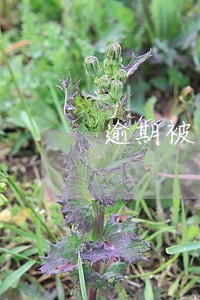 逾期被销卡还可以申请吗 逾期被销卡还可以申请吗