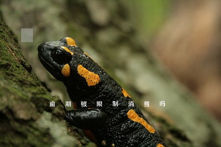 逾期被限制消费吗 逾期被限制消费吗