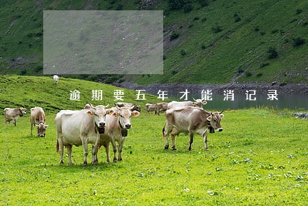 逾期要五年才能消记录 逾期要五年才能消记录