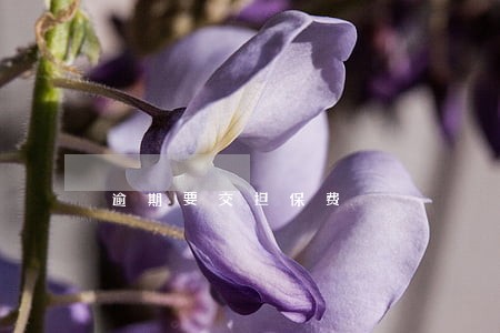 逾期要交担保费 逾期要交担保费