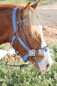 逾期要家人签字 逾期要家人签字