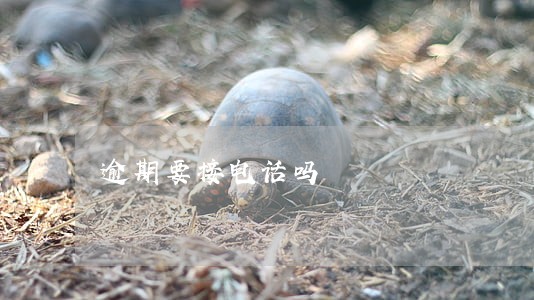 逾期要接电话吗 逾期要接电话吗