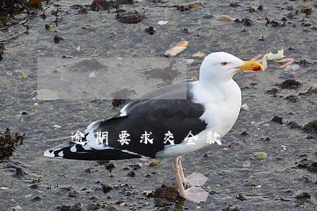 逾期要求交全款 逾期要求交全款