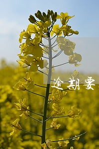 逾期要进行网络仲裁该怎么办 逾期要进行网络仲裁该怎么办