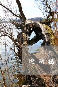 逾期视为同意法律 逾期视为同意法律