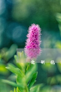 逾期视为自动放弃参赛资格 逾期视为自动放弃参赛资格