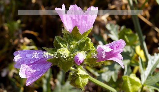 逾期视撤_等恢复 逾期视撤_等恢复