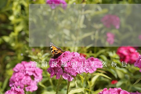 逾期视频照片怎么恢复 逾期视频照片怎么恢复