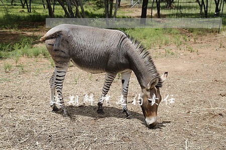 逾期解押违约责任 逾期解押违约责任