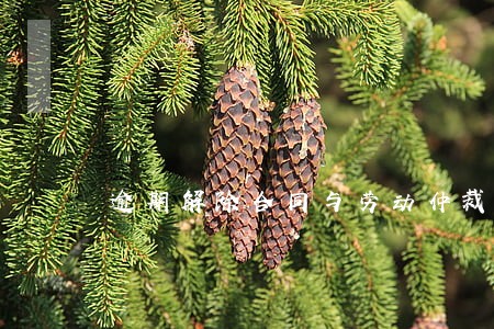 逾期解除合同与劳动仲裁的区别 逾期解除合同与劳动仲裁的区别