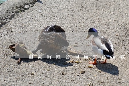 逾期解除合同通知函拒收怎么办 逾期解除合同通知函拒收怎么办