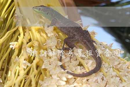 逾期解除房屋租赁合同 逾期解除房屋租赁合同