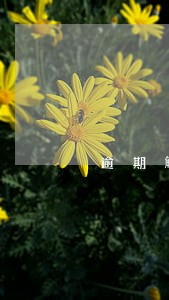 逾期解除装修合同 逾期解除装修合同